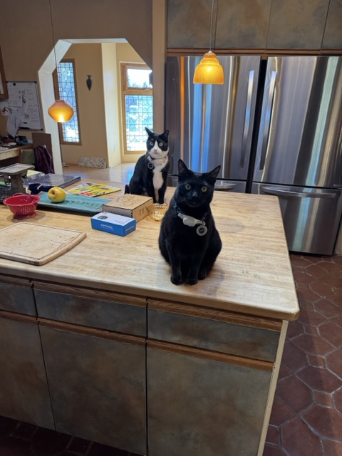 Cats on a counter